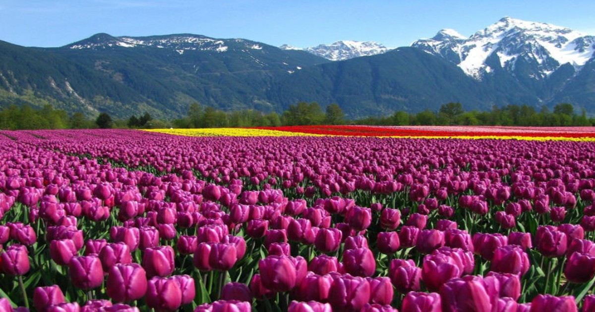 Munsiyari Tulip Garden